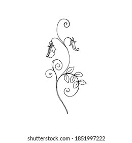 Sweet pea branch with flowers, leaves, pod. The isolated object on a white background, linear drawing in black contrast. Vector illustration for packaging, card, manual, template, poster.
