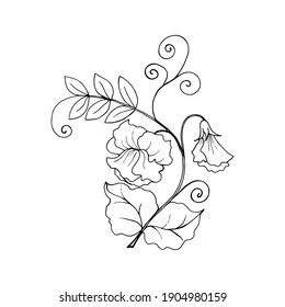 317 Sweet pea flower outline Images, Stock Photos & Vectors | Shutterstock