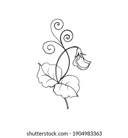 Sweet pea branch with flowers, leaves, pod. The isolated object on a white background, linear drawing black contour.