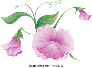Sweet pea flower