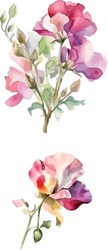 Sweet Pea Flower Clipart, Isolated Vector Illustration.