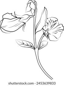 Sweet pea flower drawings, sweet pea flowers colorless black and white contour line easy drawings, Hand drawn line leaves branches and blooming sweet pea coloring pages