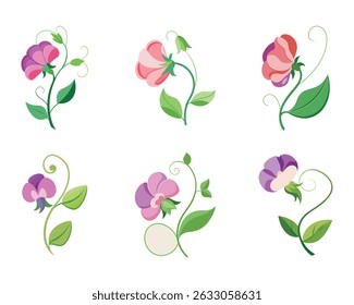 sweet pea flower minimalist silhouette vector - for nature graphic design projects sweet pea, plant flower modern artwork