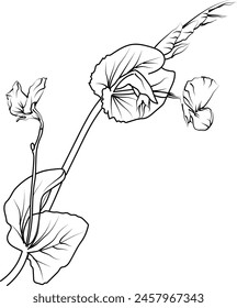 Sweet pea flower sketch art, vintage style printed for cute flower coloring pages. Vector illustration of a Beautiful sweet pea, and leaves, sweet pea realistic drawing vector illustration