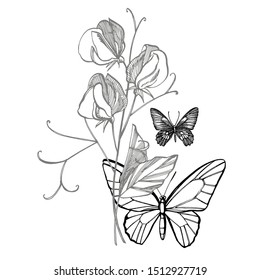 Sweet pea flowers drawing and sketch with line-art on white backgrounds. Floral pattern with flowers of sweet peas. Elegant the template for fabric, paper, postcard. Butterfly