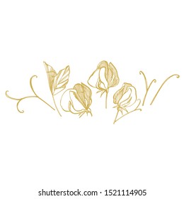 Sweet pea flowers drawing and sketch with line-art on white backgrounds. Floral pattern with flowers of sweet peas. Elegant the template for fabric, paper, postcard