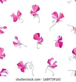 Flores de guisantes dulces. Patrón vectorial transparente en blanco.Fondo floral.