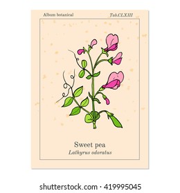 Sweet Pea (Lathyrus Odoratus). Hand Drawn Botanical Vector Illustration