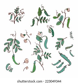 Sweet Pea, Lathyrus Odoratus,  Vicia  (vector Set) 