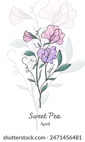 Sweet Pea Line Art. Sweet Pea flower vector Illustration. April Birth Month Flower. Sweet Pea outline isolated on white. Hand drawn line art botanical illustration.