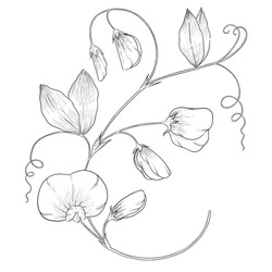 Sweet Pea Outline Vector Botanical Illustration