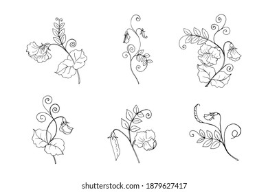 Sweet pea plant branches collection, vector botanical illustration in black outline. Six isolated objects on a white background.