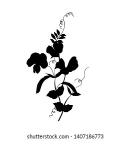 Sweet pea. Silhouette. Vector illustration.