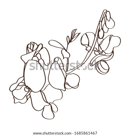 Sweet pea vector illustration. Black and white floral vector illustration of a wild flower