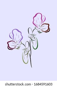 Sweet pea vector illustration for logo, postcard.