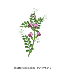 Sweet Pea Wild Flower Hand Drawn Detailed Illustration