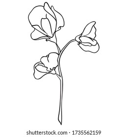Sweet peas flower black outline freehand drawing, Beautiful flora sketch, cute flower stem decoration illustration, coloring page image