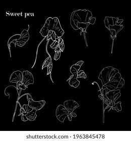 sweet peas flower, botanical sketch, outline. Hand drawing ink. wild flowers of the field