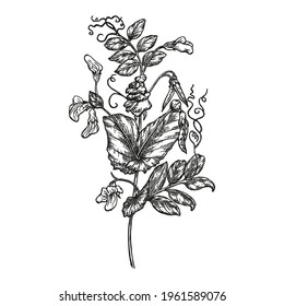 
Sweet peas flower hand-drawn in ink. Original illustration in black and white outlines. Line art. Element for design. Beauty in nature.