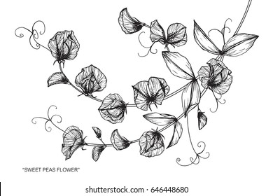 Sweet peas flowers drawing and sketch with line-art on white backgrounds.