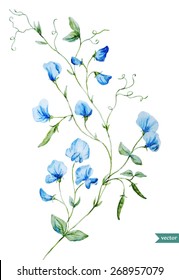 sweet peas, watercolor, flowers, delicate, vintage, painting