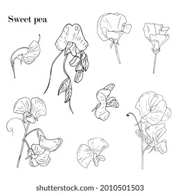 317 Sweet pea flower outline Images, Stock Photos & Vectors | Shutterstock