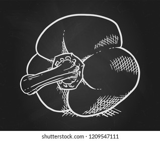 Kreide mit süßem Pfeffer. Gemüsebauelement für den Agrarmarkt, vegetarisches Lebensmittelrezept. Vektorillustration-Illustration im Stilstil auf schwarzer Tafel.