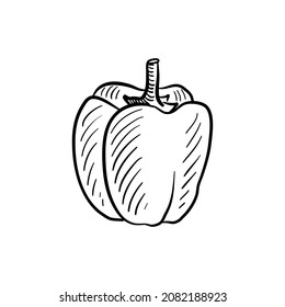 sweet pepper, vector drawing sketch of vegetable isolated at white background,hand drawn illustration