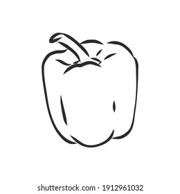 Sweet pepper. Vector hand drawn vegetables isolated on white background. bell pepper, vector sketch illustration