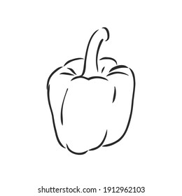 Sweet pepper. Vector hand drawn vegetables isolated on white background. bell pepper, vector sketch illustration