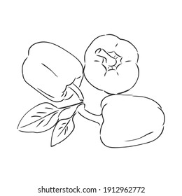 Sweet pepper. Vector hand drawn vegetables isolated on white background. bell pepper, vector sketch illustration