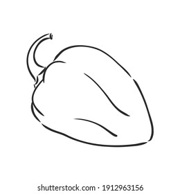 Dulce pimienta. Verduras extraídas a mano por vectores aisladas de fondo blanco. pimienta de campana, ilustración de boceto vectorial