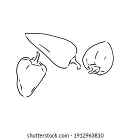Süßer Pfeffer. handgezeichnetes Gemüse, einzeln auf weißem Hintergrund. Glockenpfeffer, Vektorgrafik