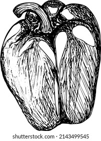 Sweet pepper. Vector hand drawn vegetables isolated on white background. 