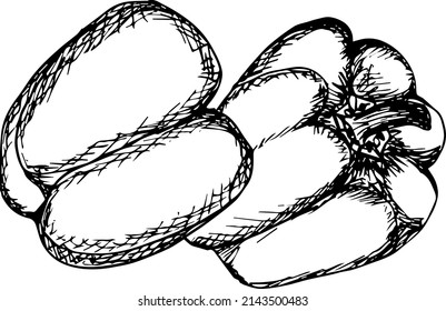 Sweet pepper. Vector hand drawn vegetables isolated on white background. 