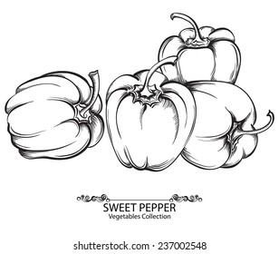 Sweet pepper. Vector hand drawn vegetables isolated on white background