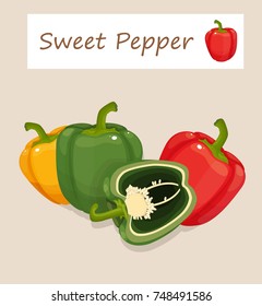sweet pepper vector illustration