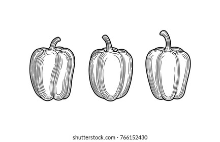 Sweet pepper. Vector illustration isolated on white background. Illustration for menu, poster, label.
