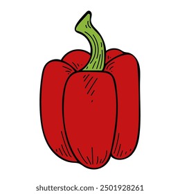 Sweet peppers flat. Harvest ripe vegetables garden. Hot spices. Sliced bell pepper. Fresh fruit. Hand drawn vector doodle illustration.