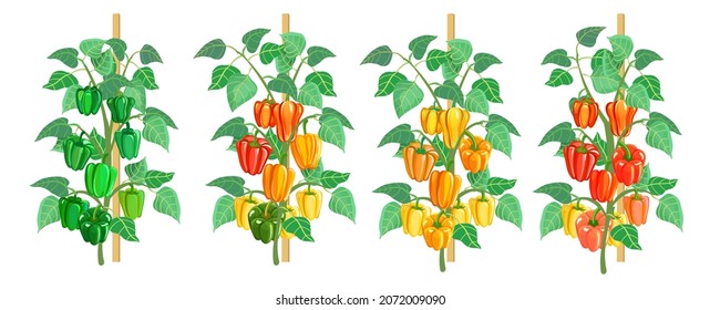 Sweet peppers, green, yellow and red, grow in the garden bed. Vegetables in the garden. Growing sweet pepper bushes. Vector illustration isolated on white background.