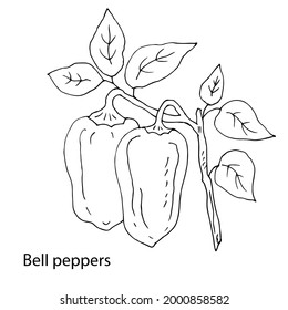 Sweet peppers. Vegetable culture. Vector illustration. Linear drawing.