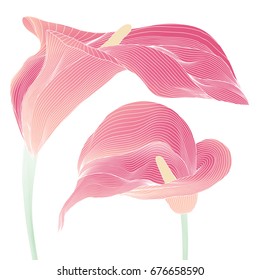 Sweet pink Calla lillies