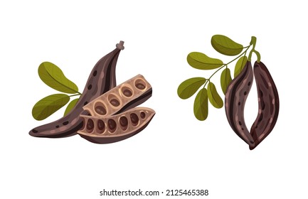 Sweet pods of carob plant with leaves set. Organic healthy food vector illustration