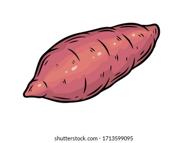 Sweet potato. Batat sweet potato vegatable ingidient for healthy food. Isolated on white background.