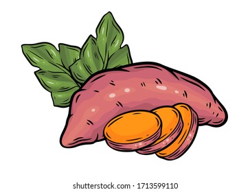 Sweet potato. Batat sweet potato vegatable ingidient for healthy food. Isolated on white background.