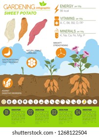 Süßkartoffel-Nützliche Features grafische Vorlage. Gartenbau, Landwirtschaft Infografik, wie es wächst. Flaches Design. Vektorillustration