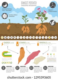 Sweet potato beneficial features graphic template. Gardening, farming infographic, how it grows. Flat style design. Vector illustration