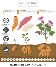 sweet potato plant diagram