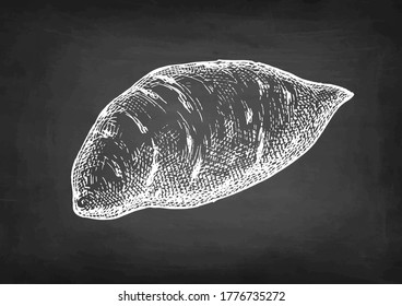 Sweet potato. Chalk sketch of yam on blackboard background. Hand drawn vector illustration. Retro style.