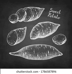 Sweet potato. Chalk sketch of yam on blackboard background. Hand drawn vector illustration. Retro style.